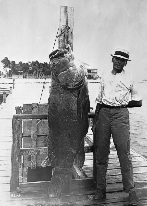 Fisherman with goliath grouper - Fort Pierce, Florida.