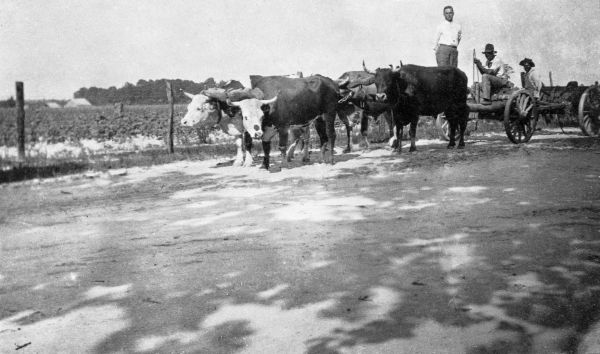 David A. Avant with four ox team
