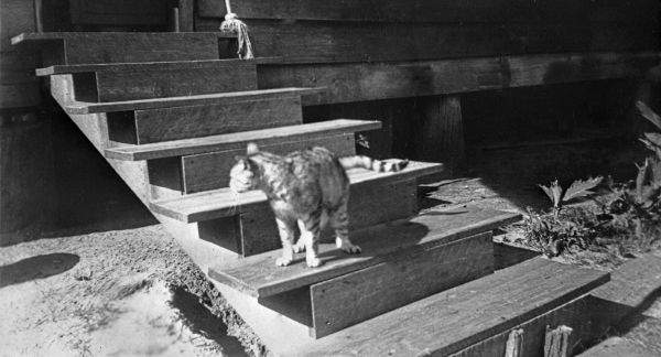 Cat on stairs of McNair-Black house - Hosford, Florida