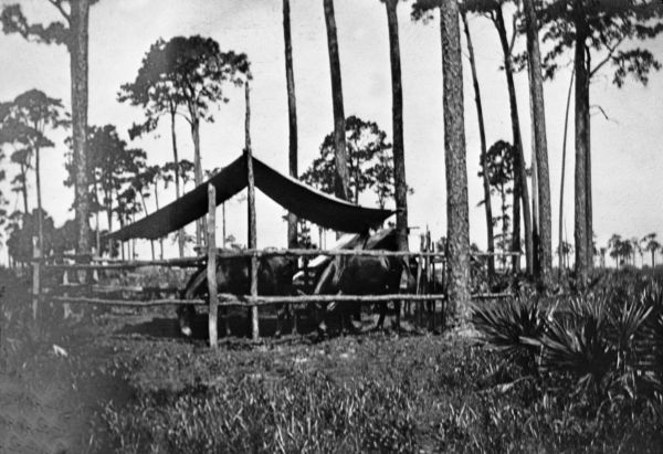 Corral at surveyors' camp