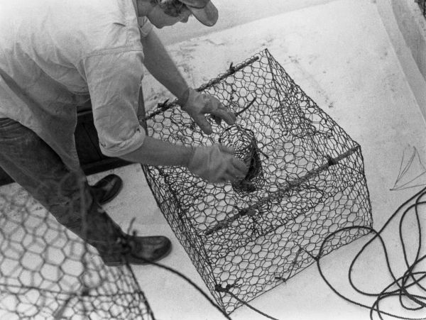 Baiting a crab trap - Panacea, Florida
