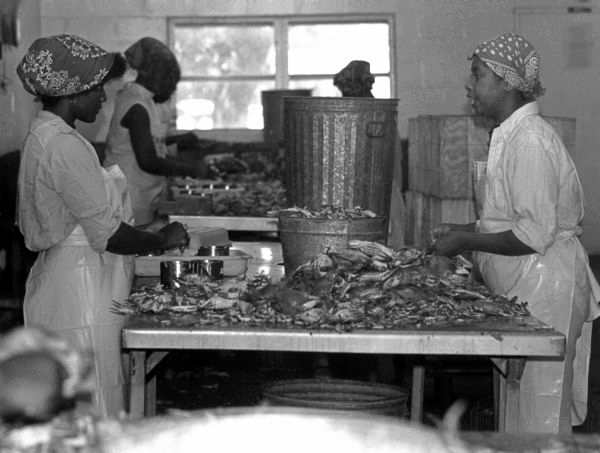 Picking crabs - Panacea, Florida.