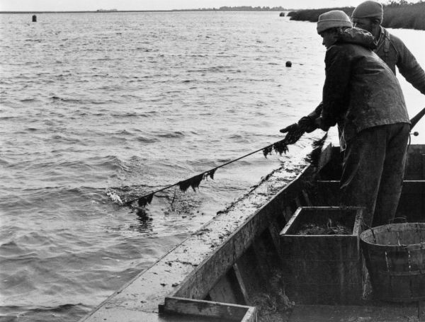 Recovering a crab trap in Panacea - Florida