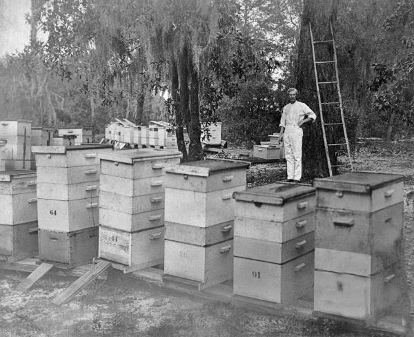 Harry Hewitt's beehives - Apopka, Florida