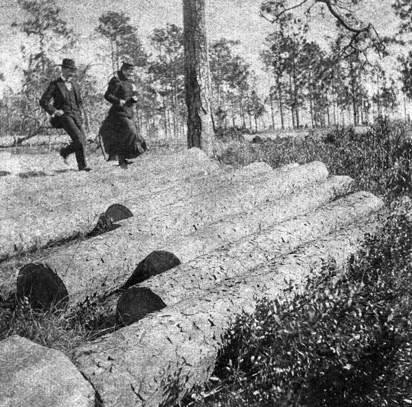 Couple running across felled trees