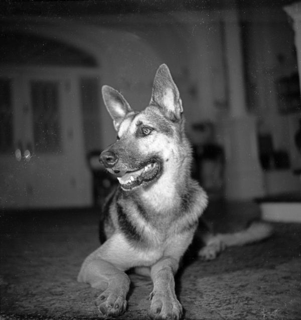 Dog in Dixon home - Jacksonville, Florida