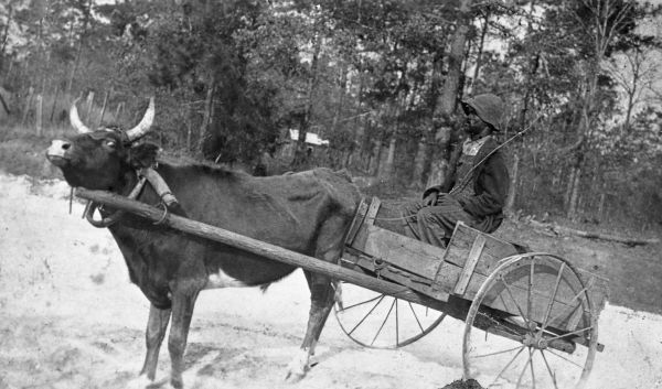 D. Budd in ox cart - Jefferson County, Florida