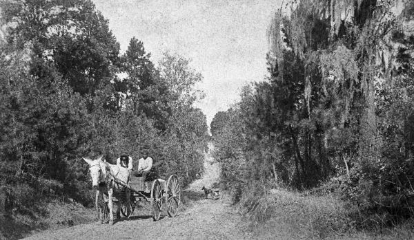 Wagons and carriages on north Meridian Road - Leon County, Florida