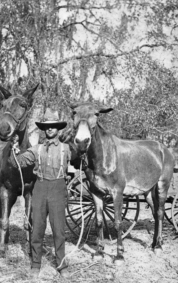 Mules for sale at the Horse Traders Camp at DeLeon Springs, Florida