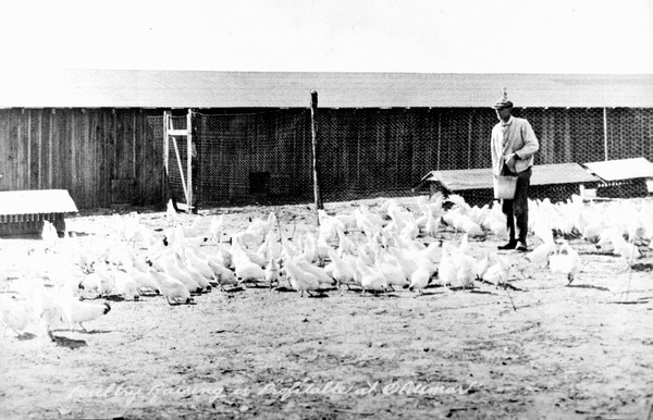 Poultry farm - Oldsmar, Florida