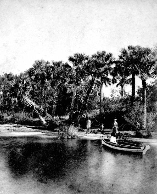 Palmettos on the Saint Johns River
