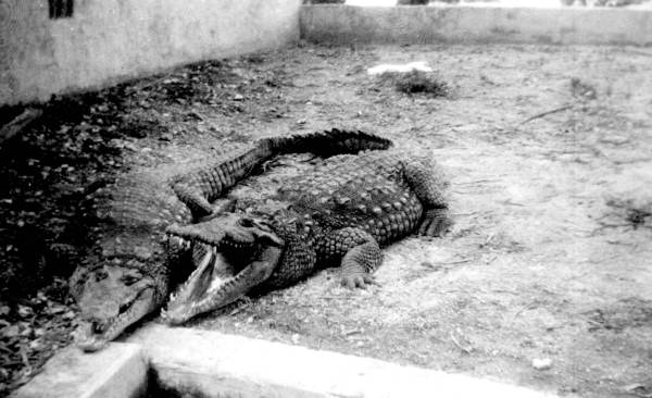Crocodiles at Silver Springs