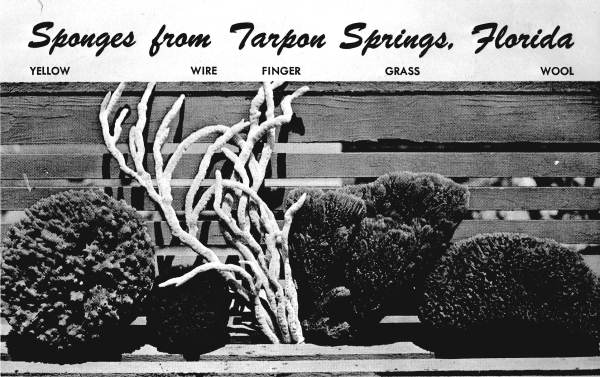 Sponges from Tarpon Springs, Florida