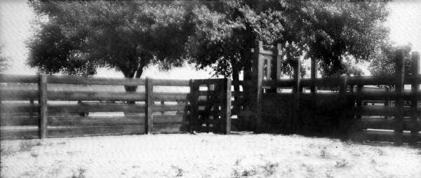 Dehorning, marking, and branding chute - De Leon Springs, Florida