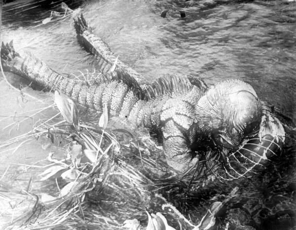 Ricou Browning during the filming of "Creature from the Black Lagoon".