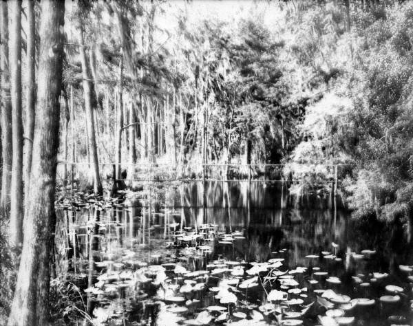 Rustic foot bridge - Highlands Hammock State Park, Florida