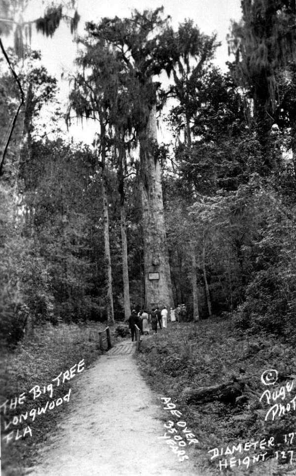 The Senator cypress - Longwood, Florida
