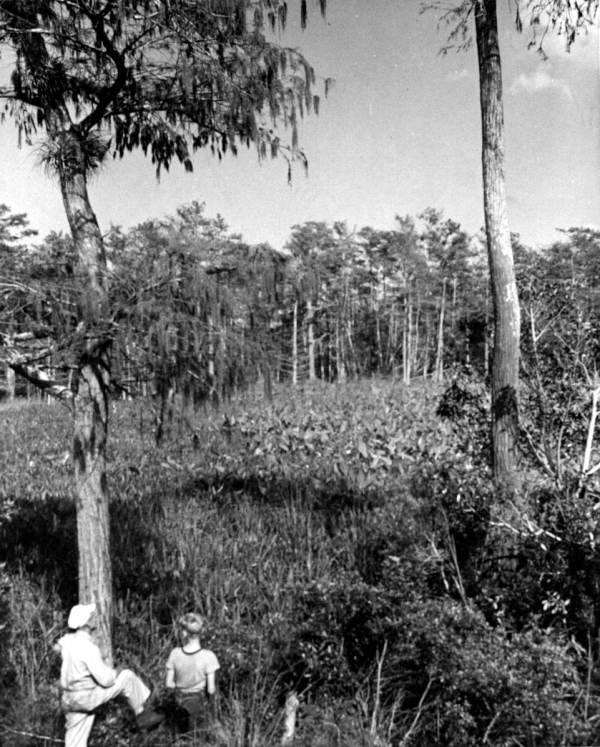 Flaghole cypress in Hendry County.