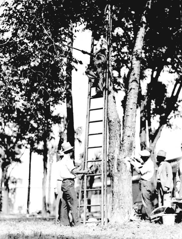 Surgery at Plant Park - Tampa, Florida.
