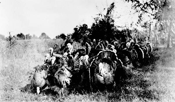 A flock of turkeys at the Dudley Farm - Newberry, Florida