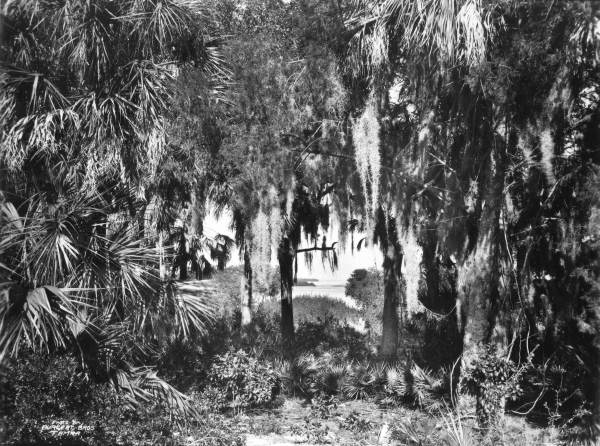 View of Tampa Bay through the trees