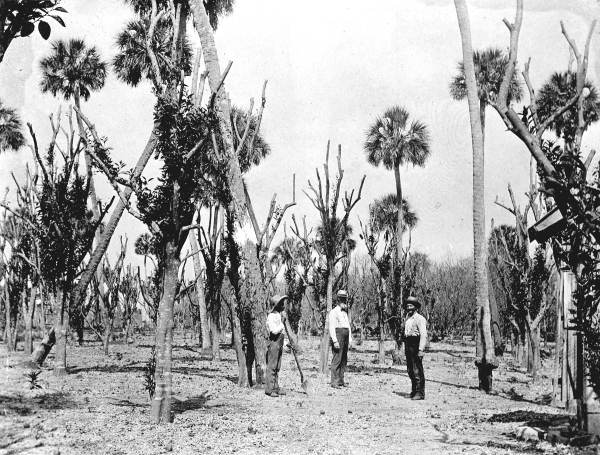 Three men in a land clearing - Enterprise?, Florida