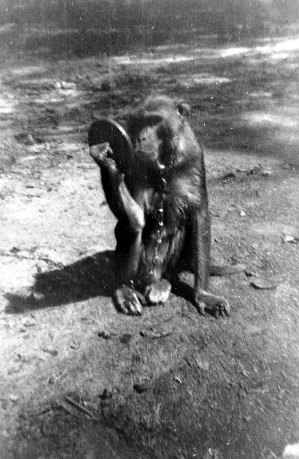 Kayo the Monkey