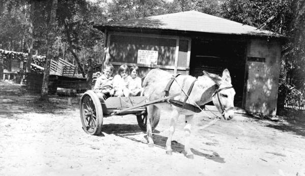 Children in donkey cart - Holly Hill, Florida