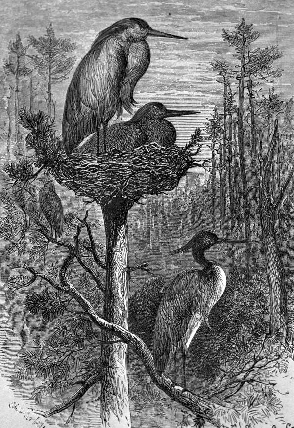 Engraving of herons