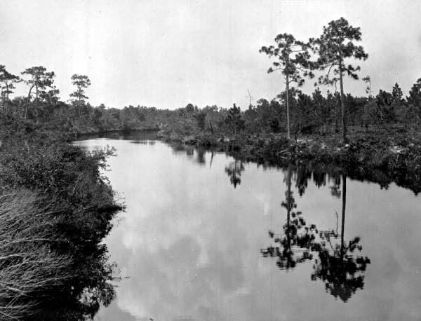 Stream - Pinellas County, Florida