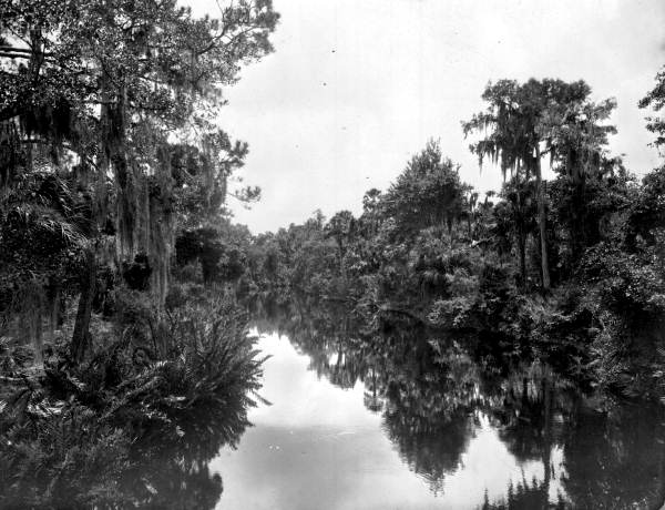 Stream - Pinellas County, Florida