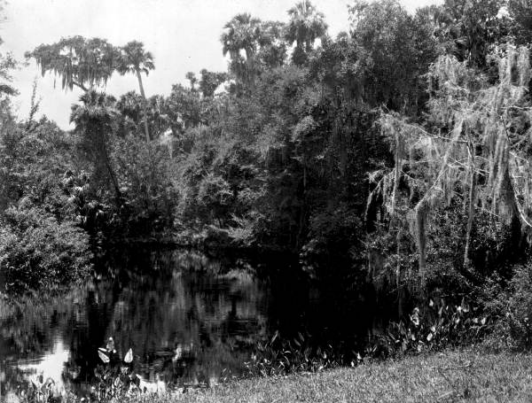 Stream - Pinellas County, Florida