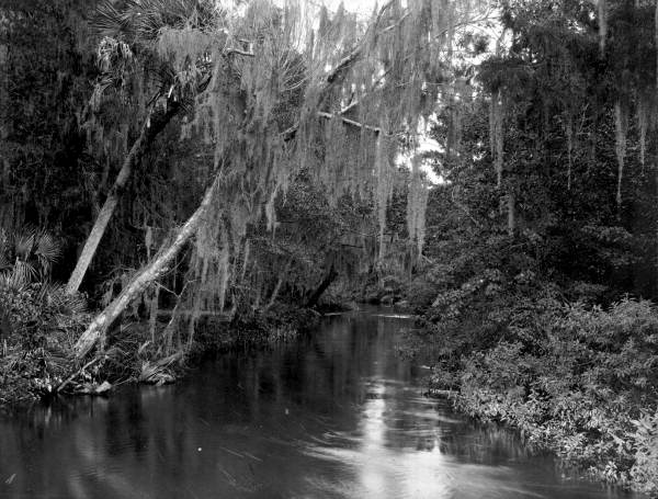 Stream - Pinellas County, Florida