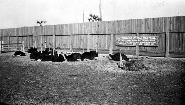 Ostriches at Dixieland Park - Jacksonville, Florida.