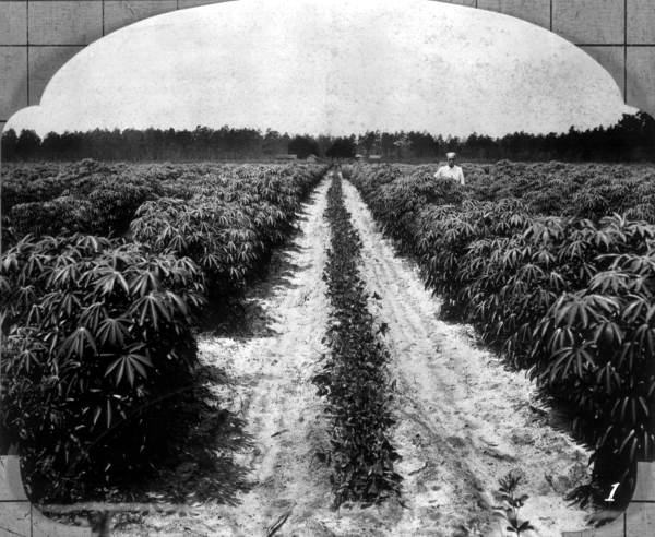County agent J.S. Johns stands in cassava field - Baker County, Florida.
