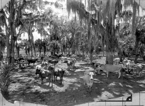 Dairy herd at a farm - Manatee County, Florida