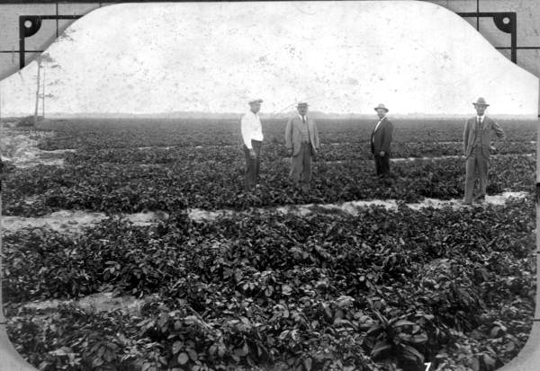 Four men standing in Irish potato field - Acadia Region, Florida