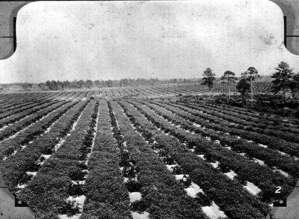 View of a 2-year-old satsuma grove near Marianna