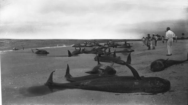 Beached whales at Naples.