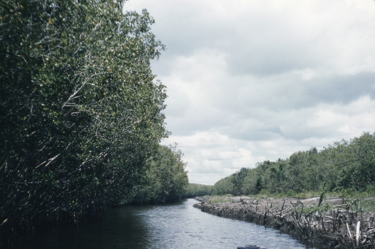 Riding along a canal in the Everglades - Everglades National Park, Florida