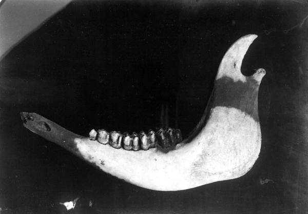 Jaw, probably recent