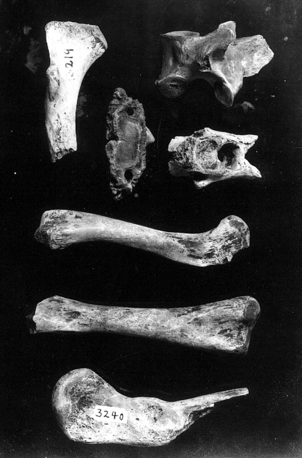 Crocodilian and other bones from Mixson Plantation
