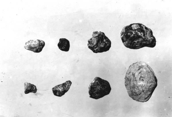 Phosphate pebble and casts of shells from bedrock of phosphate pit