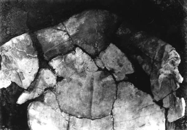Turtle from Phosphate Mining Company pit near Mulberry