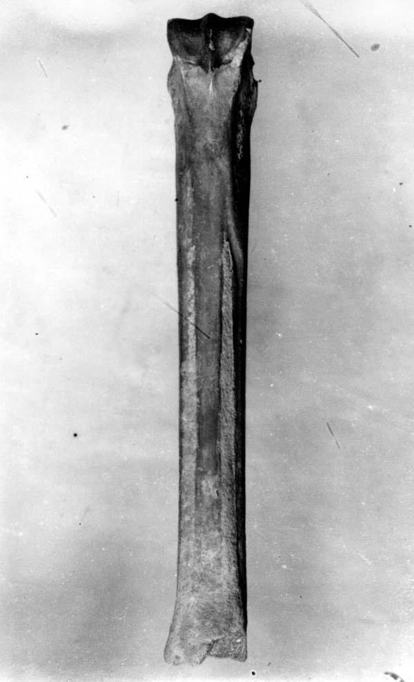 Hipparion from Brewster