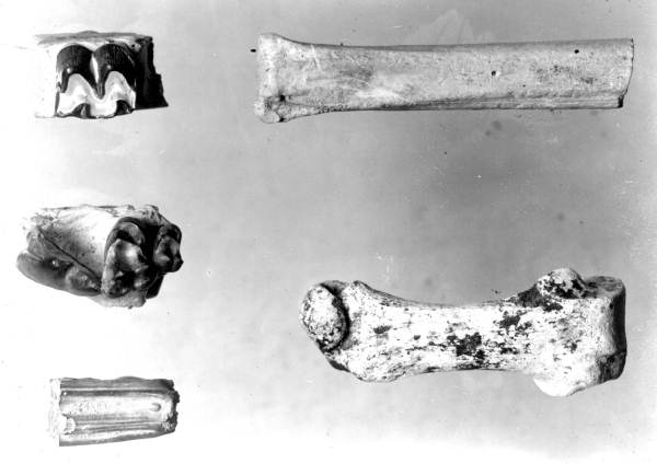 Fossil from the Alum Bluff Group