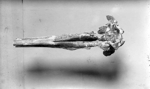 Skull of dolphin from Phosphate Mining Company - Mulberry, Florida