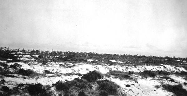 Dune ridge, looking northeast - four miles east of Camp Walton