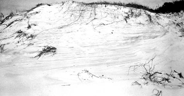 Bedding in sand dune on Santa Rosa Island, opposite Mary Esther
