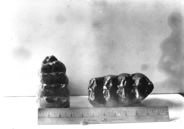 Teeth of Mastodon americanus from east edge of Apalachicola River